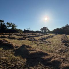 Hay