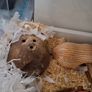 Large Reptile Glass Cage with all equipment Image 7