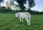 Belgian Blue Heifers