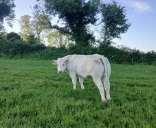 Belgian Blue Heifers