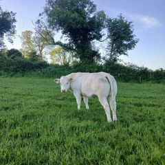 Belgian Blue Heifers