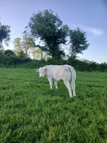 Belgian Blue Heifers