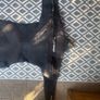 scubapro novascotia 7.5 semidry suit Image 3