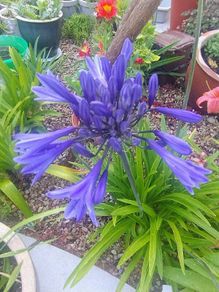Garden Plants - mixed