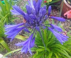Garden Plants - mixed