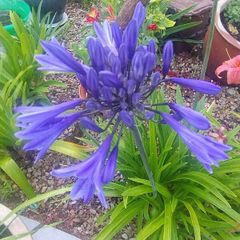 Garden Plants - mixed