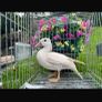 Call ducks pigeons mandarin bantam ferrets Image 4