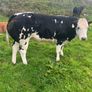 Super Overdose heifer for sale Image 6