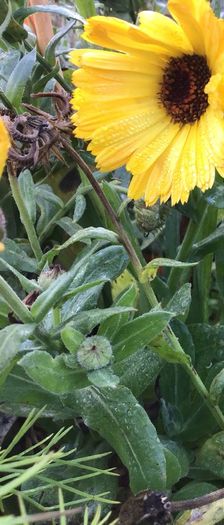 Euro3 for 250+ assorted Marigold seeds