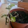 young Pothos plant Image 3