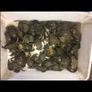 Live & frozen baits Image 2