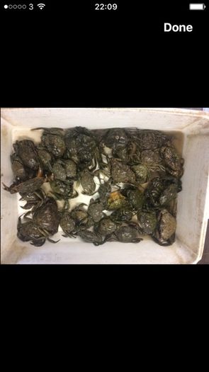 Live & frozen baits