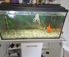 200 Litre Aquarium and cabinet for sale