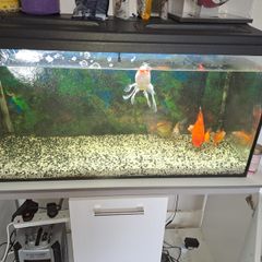 200 Litre Aquarium and cabinet for sale