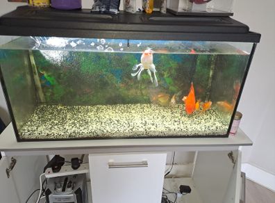 200 Litre Aquarium and cabinet for sale