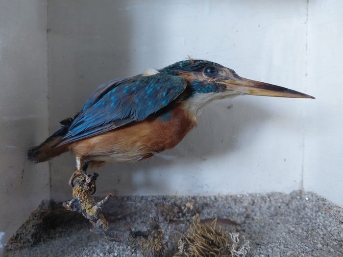 Antique taxidermy Kingfisher in wooden case with a glass front