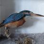 Antique taxidermy Kingfisher in wooden case with a glass front Image 7