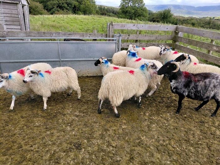 Organic Store Lambs