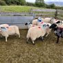 Organic Store Lambs Image 4