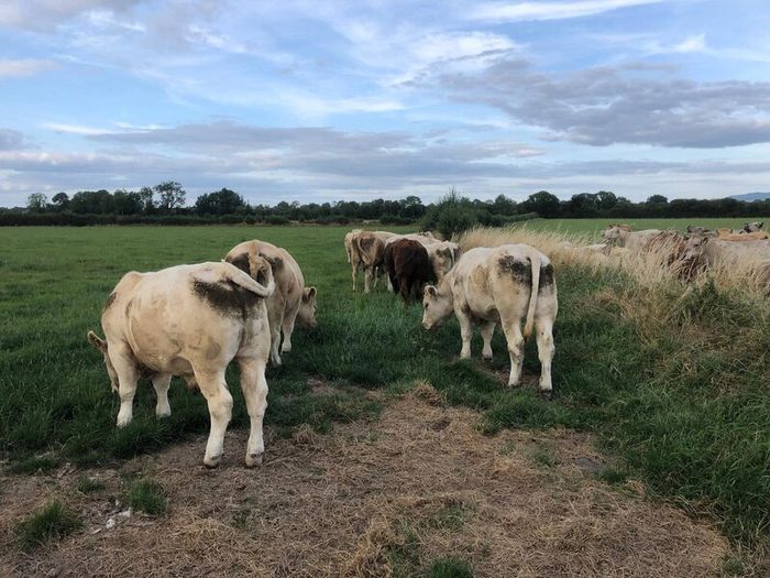 Bullocks