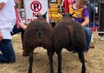 2 serious blue texel cross ram lambs