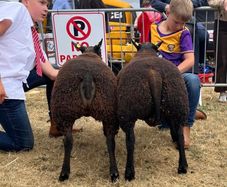 2 serious blue texel cross ram lambs