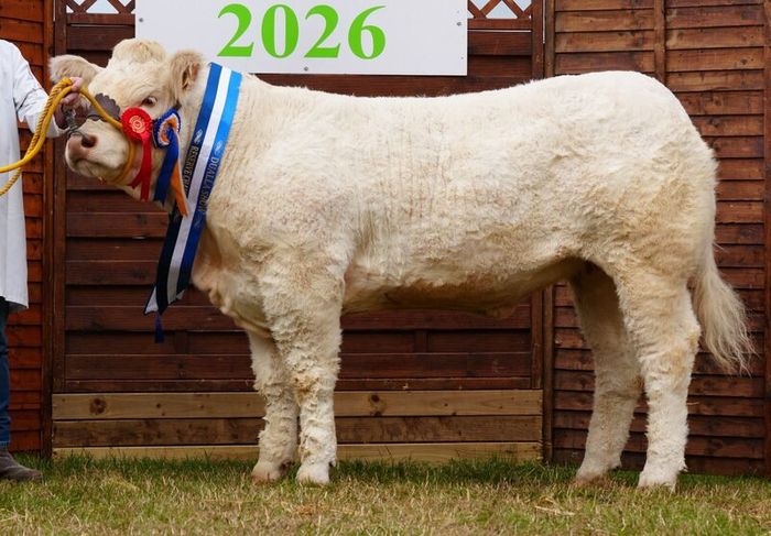 Pedigree Charolais Cattle