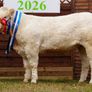 Pedigree Charolais Cattle Image 2