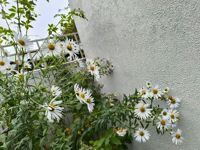 garden plants