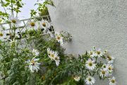 garden plants