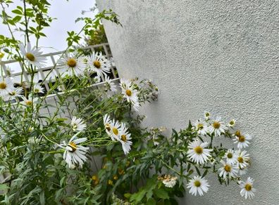 garden plants