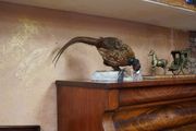 Vintage Taxidermy