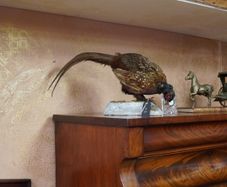 Vintage Taxidermy