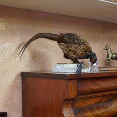 Vintage Taxidermy