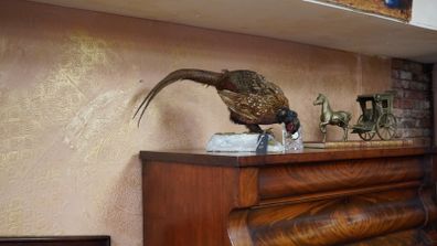 Vintage Taxidermy