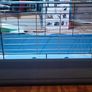 guinea pig cage Image 2