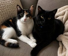 adoption