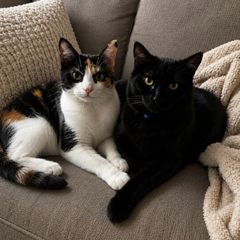 adoption