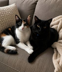 adoption