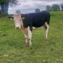 Hereford heifers Image 3