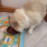 Foster Home Wanted for Sud Ragdoll Cat Image 3