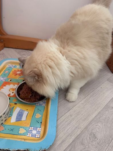Foster Home Wanted for Sud Ragdoll Cat