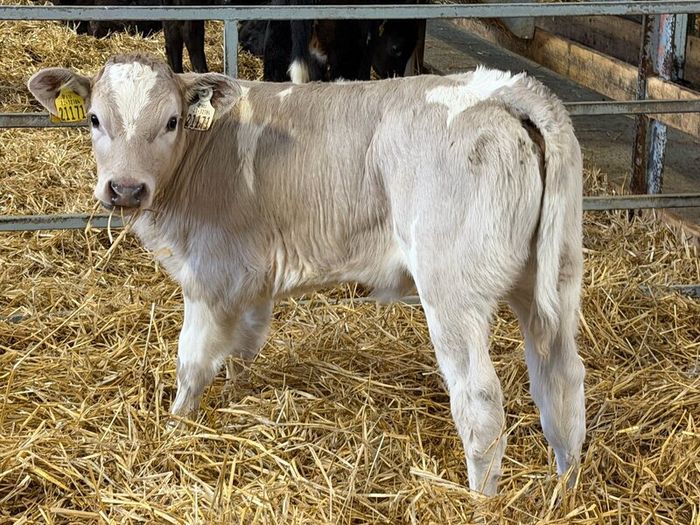 Strong Charolais Heifers