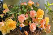 Trailing Begonia, Basket Plants