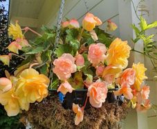 Trailing Begonia, Basket Plants