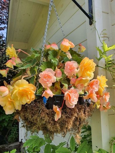 Trailing Begonia, Basket Plants