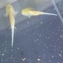 Premium Axolotl Juveniles Image 5