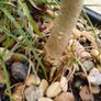 Olive Bonsai trees x 3 Image 3