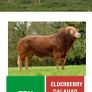 Super  Pbr Limousin  Bull Image 5