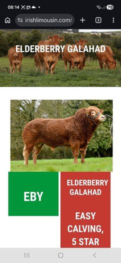 Super  Pbr Limousin  Bull